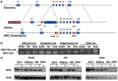 Hepatic S6K1 Partially Regulates Lifespan of Mice with Mitochondrial Complex I Deficiency